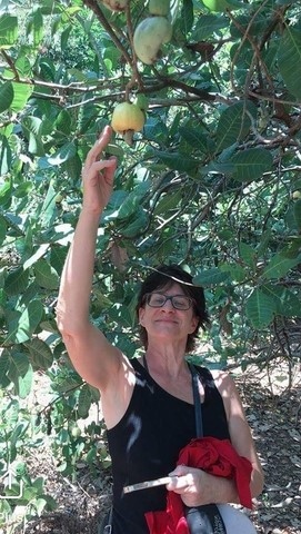 Fruits